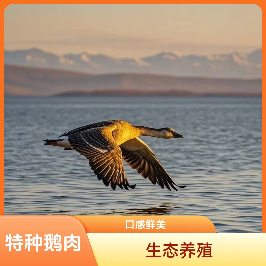 特种生态天然养殖大雁鹅肉