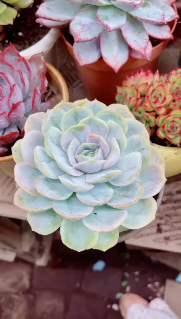 付08052多肉植物一物一拍