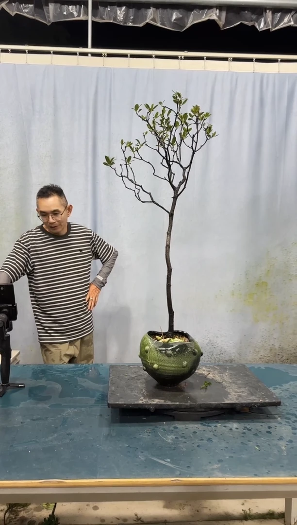 无花朵春花春花春花春花