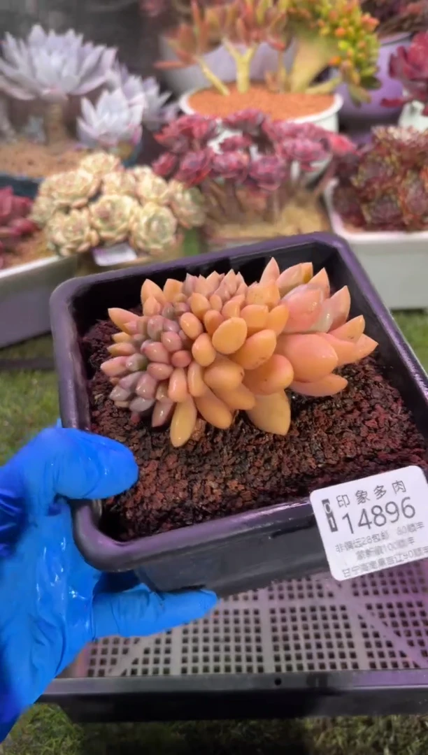 【闪购商品】14896