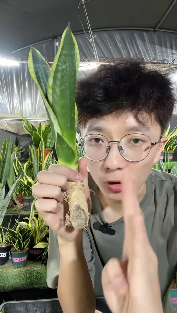 霸王兰仔裸根1棵3.88