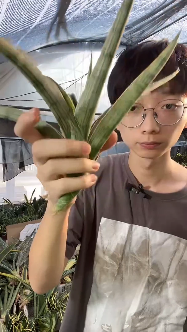 摇滚鳄鱼裸根25.8