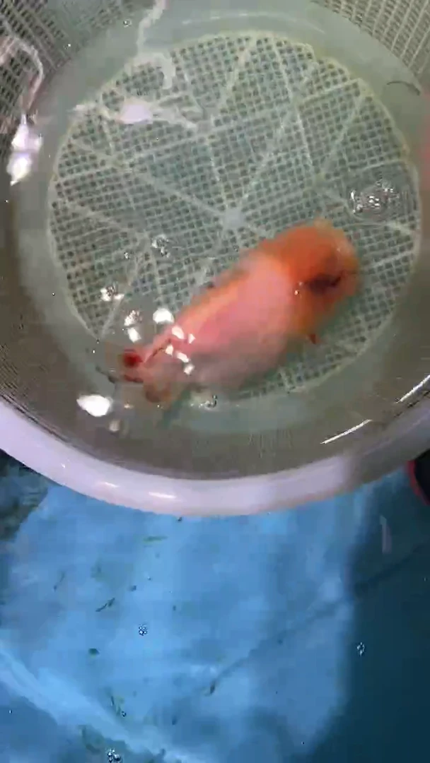 金鱼2单包邮  售后开箱视频