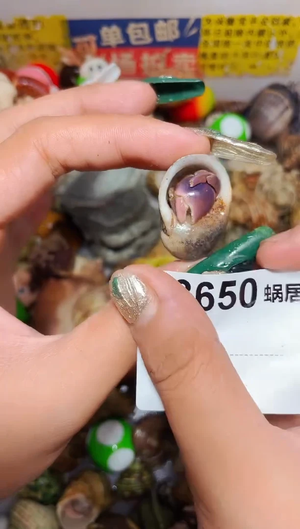 陌派甄选寄居蟹3650