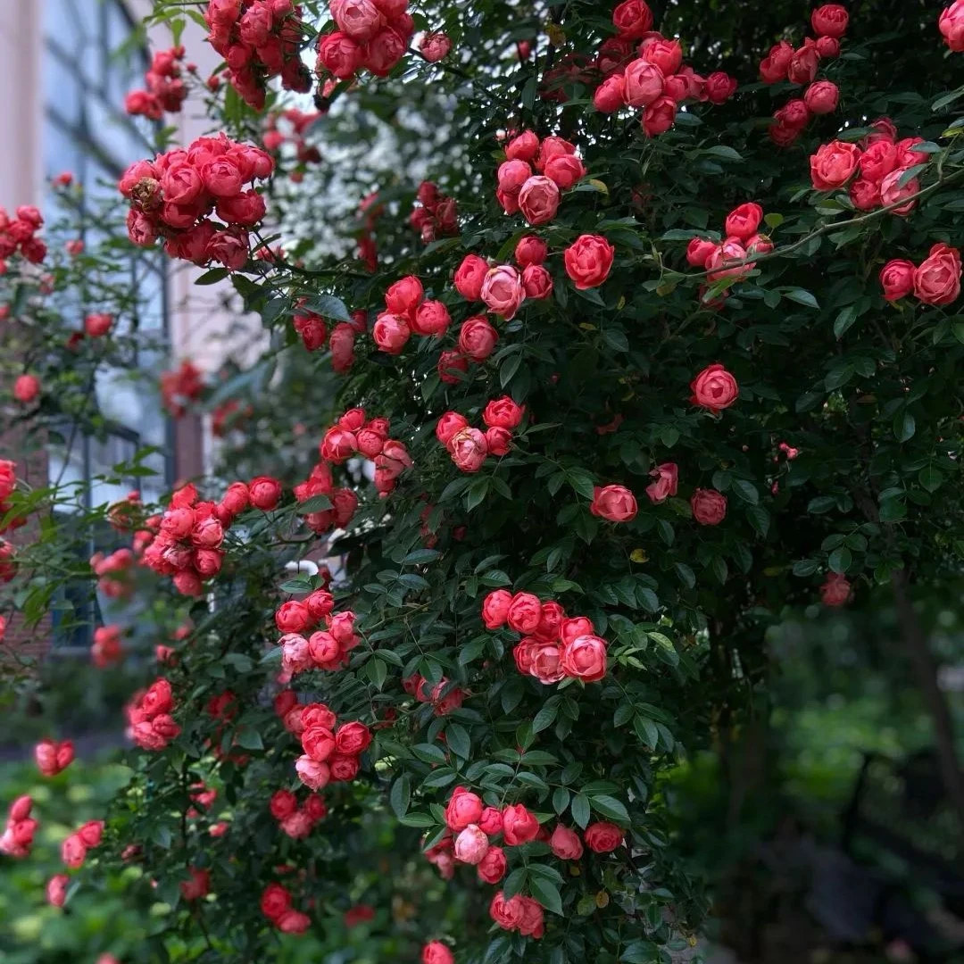 花自开橙木香 稀有藤本爬藤植物盆栽室内外庭院花卉耐寒花期长