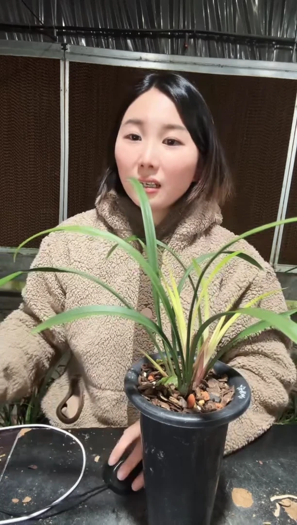 无花朵市长红4苗  建兰
