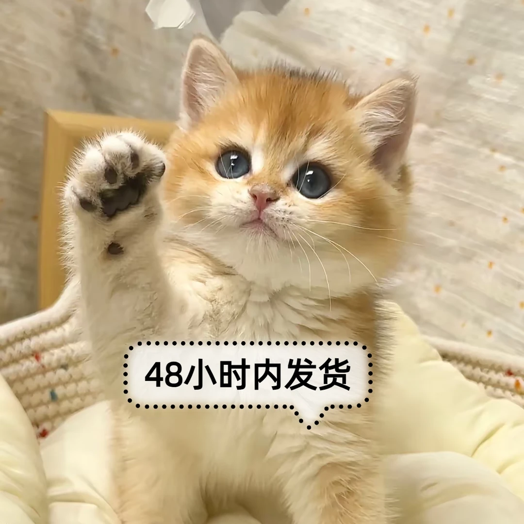 （喵趣）全品类可爱布偶金渐层蓝金缅因蓝猫美短虎斑等