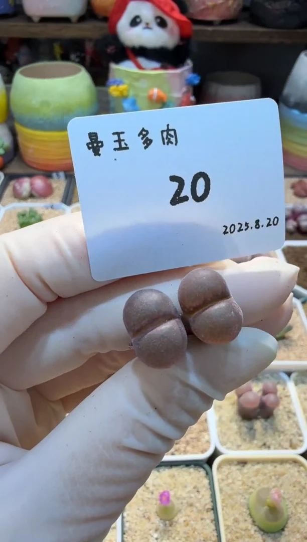 慢*拍25.8.20-20慢半拍