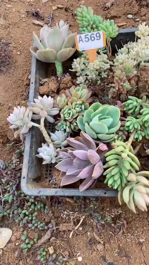 A569闪购清风花木兰多肉组合脱土发货