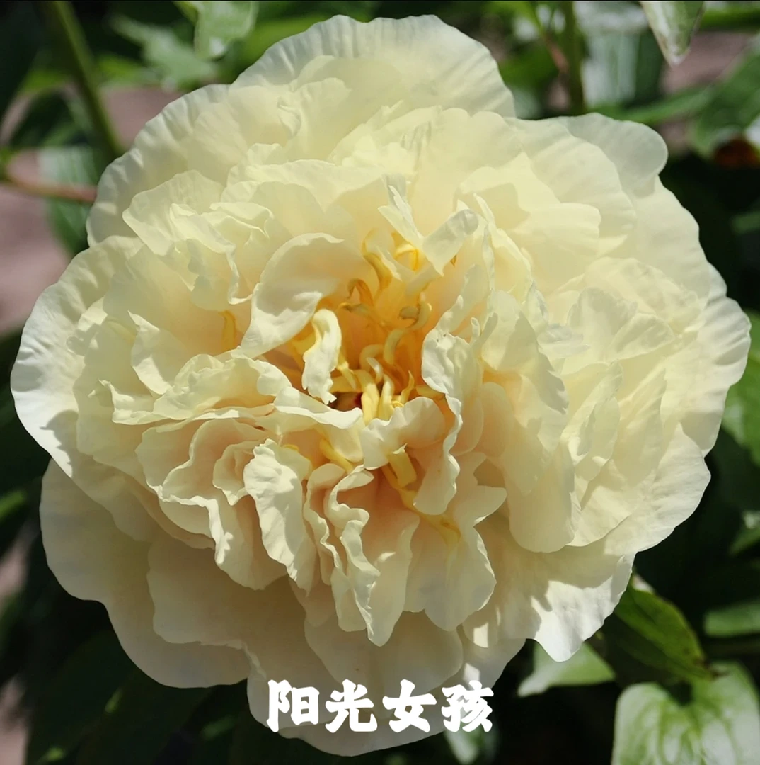 阳光女孩 进口芍药