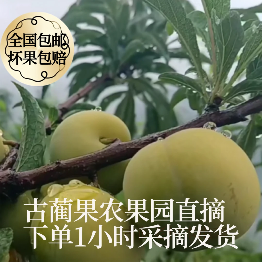 四川古蔺本地老李子老树新鲜应季水果脆甜多汁口感清甜老