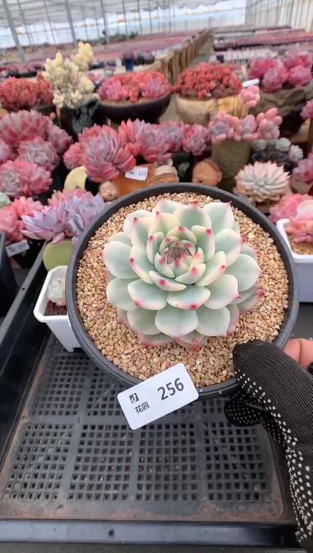 256吉娃娃锦一物一拍