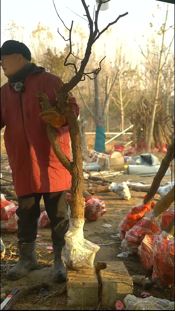 完全开放枣树231