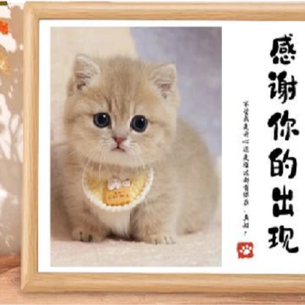 猫咪相册购买咨询客服