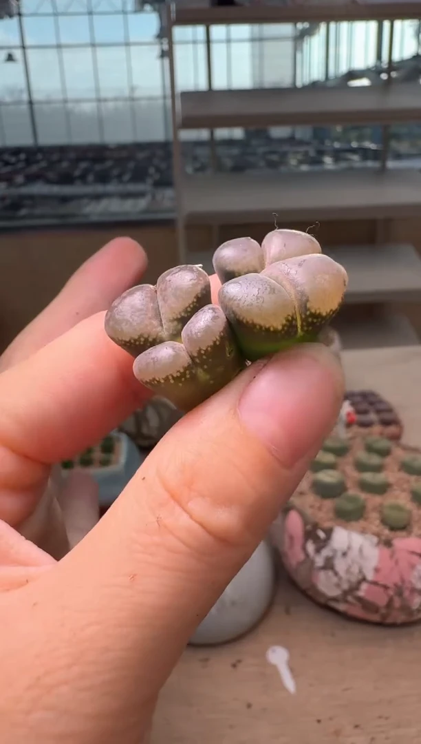 2-312多肉植物肉锥
