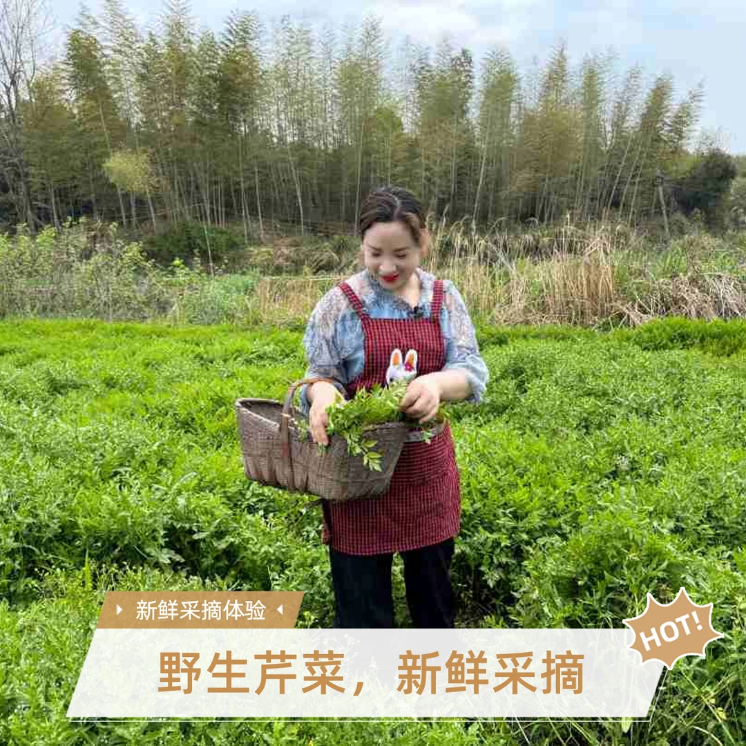 野生水芹菜正宗无添加新鲜红杆芹菜田间地头天然生长现摘现采去根