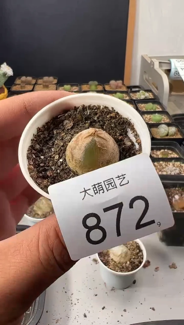 一物一拍         872