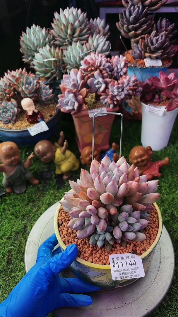 昆明印象多肉11144