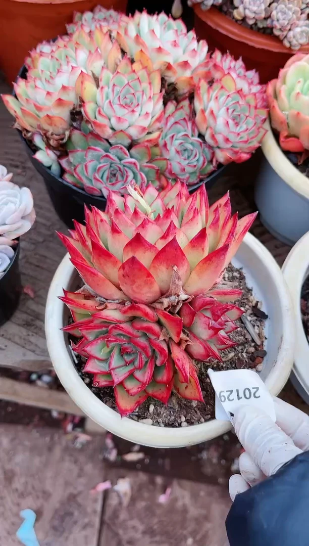 【闪购商品】20129