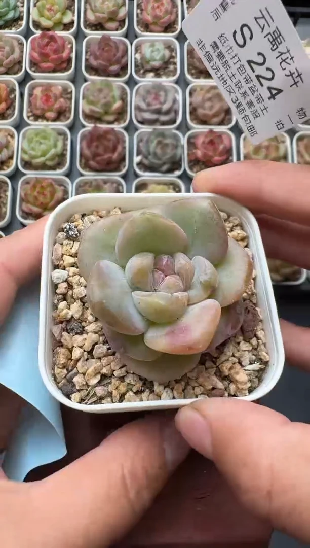 224S带盆土发 当场拍3颗以上包柚 多肉植物 一物一拍