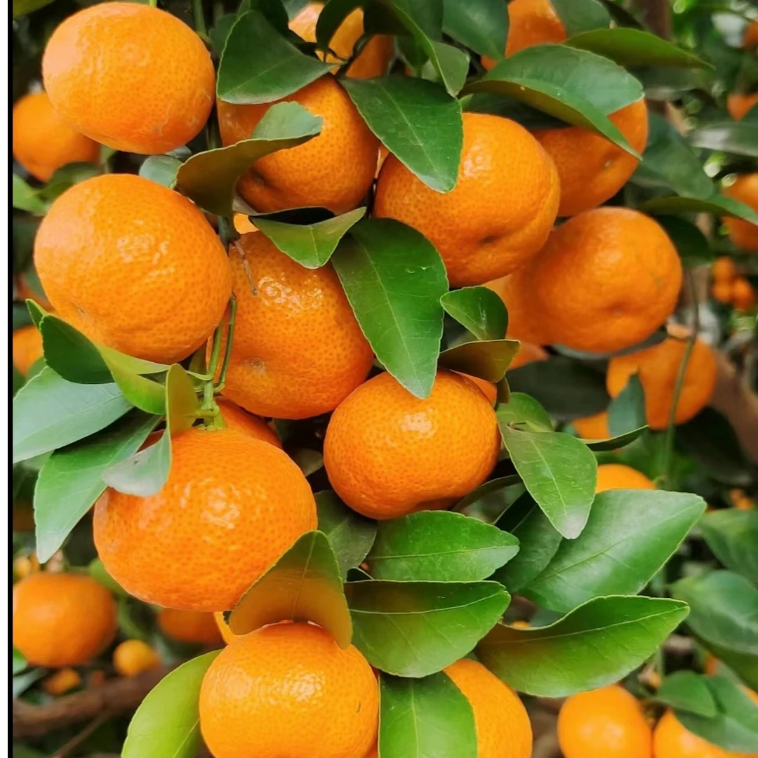 {京东快递}广西桂林砂糖橘现采现发（娟）