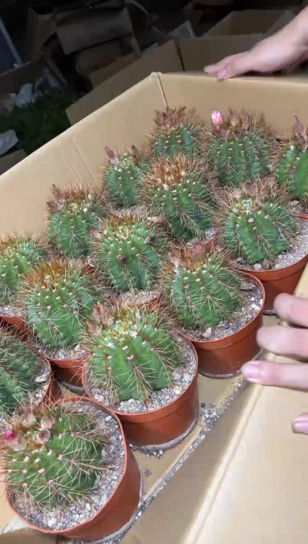 2颗 7-10cm 红花青丸【带根】