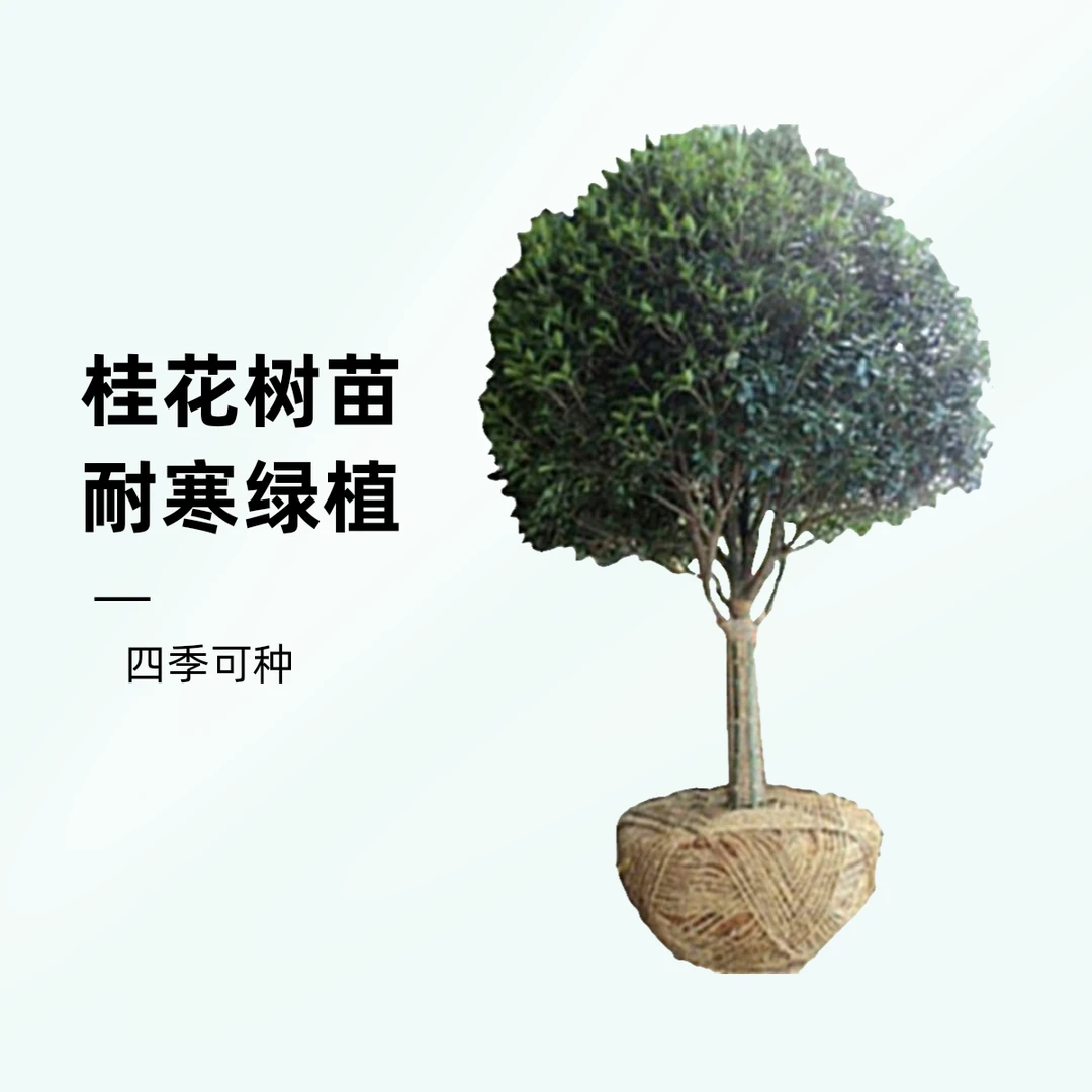 桂花树苗大树金桂丹桂四季桂庭院别墅地栽耐寒绿植5-15公分