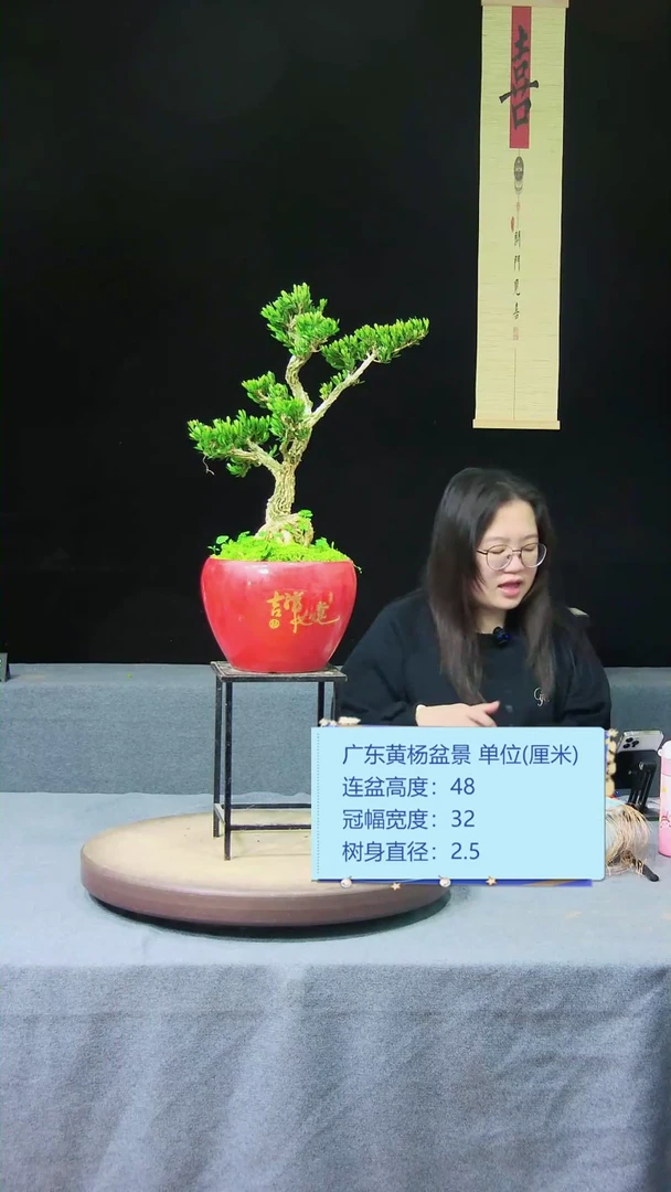 【闪购商品】黄杨盆景黄杨盆景