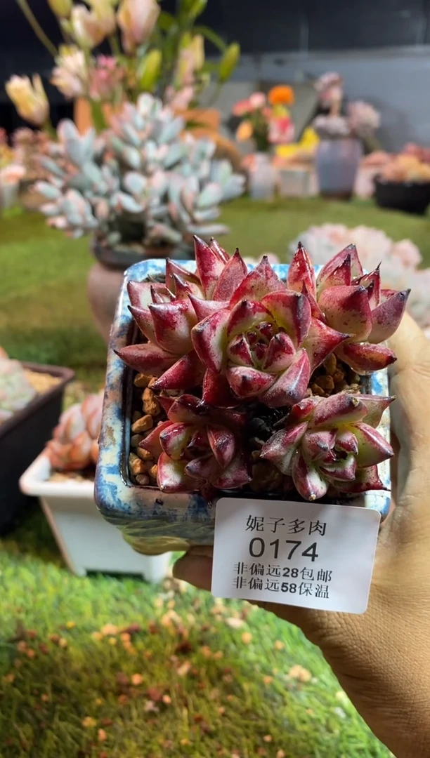 【闪购商品】0174a