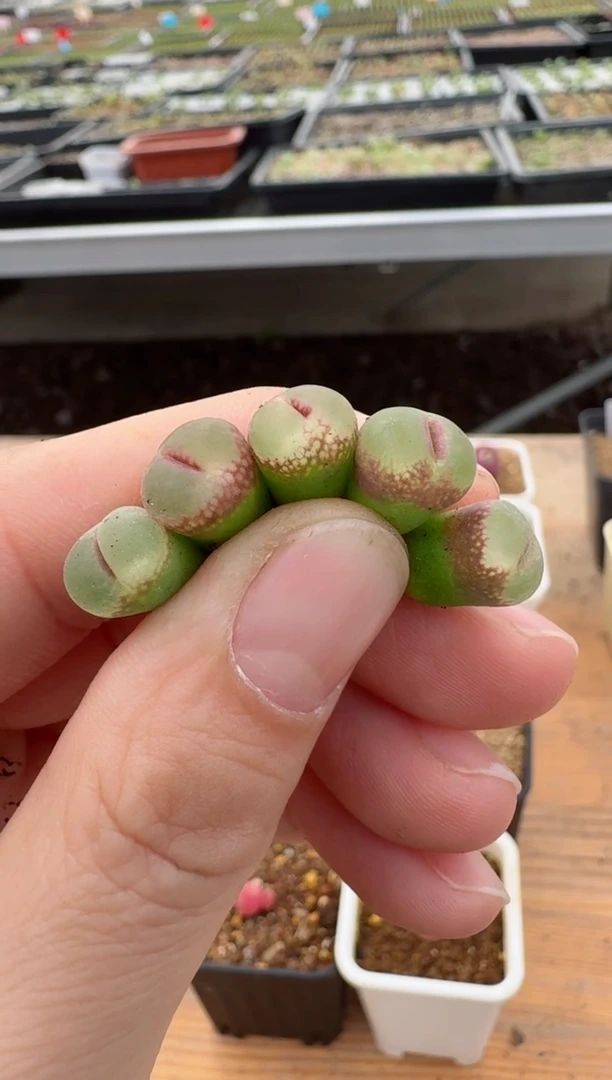 【闪购商品】17-123安娜