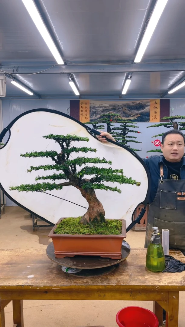 【闪购商品】精品盆景  一物一拍