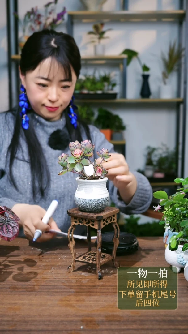 【闪购商品】38---7551多肉锦绣牡丹