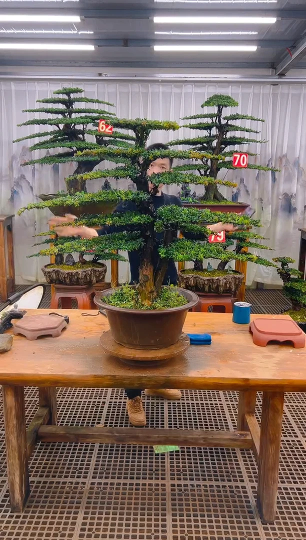 无花朵精品盆景直播间一物一拍