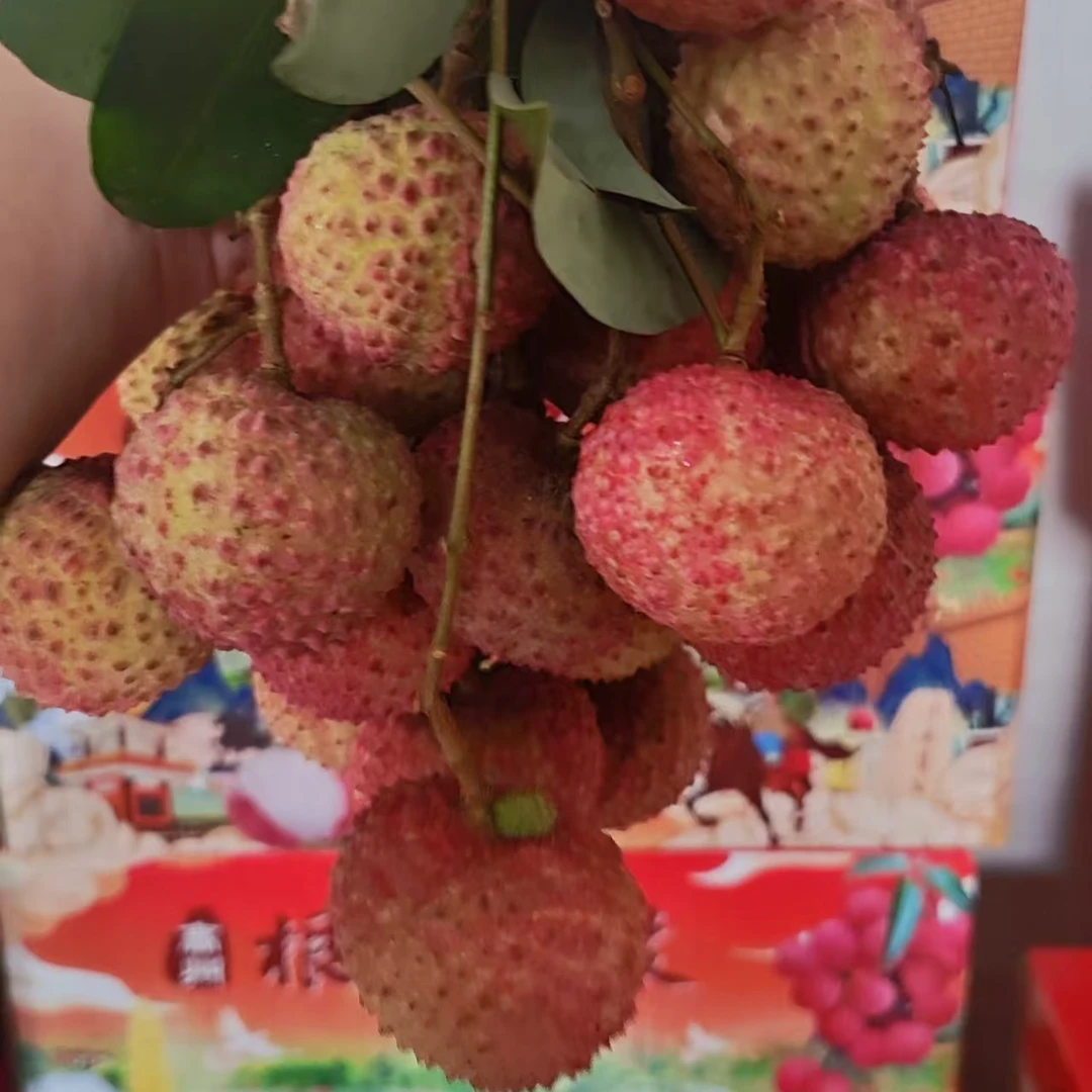 【荔枝皇-顺丰冷链】广东茂名高州荔枝皇新鲜大果肉厚汁水足礼盒装