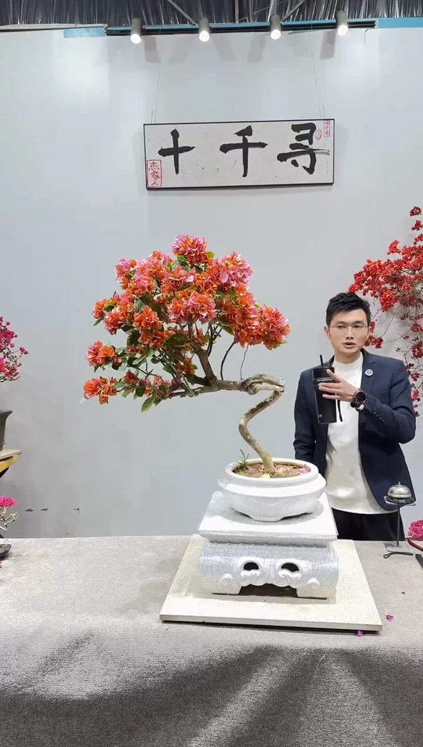 完全开放变色龙三角梅