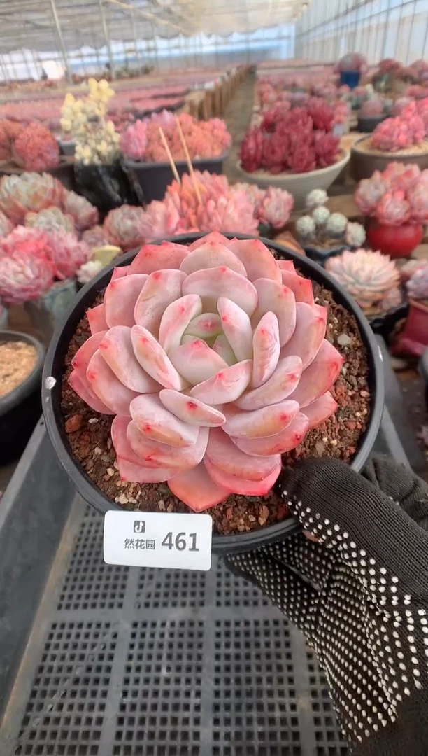 461星橙多肉植物一物一拍