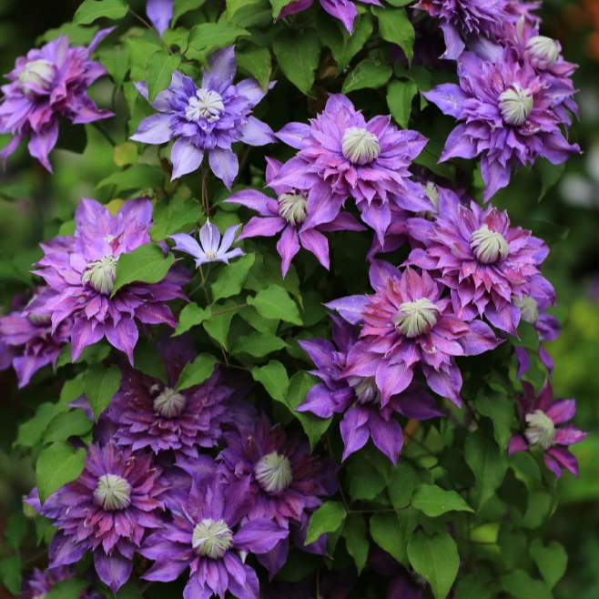 虹越铁线莲 |“魔法喷泉”C2.5盆栽苗爬藤植物庭院花卉植物专属