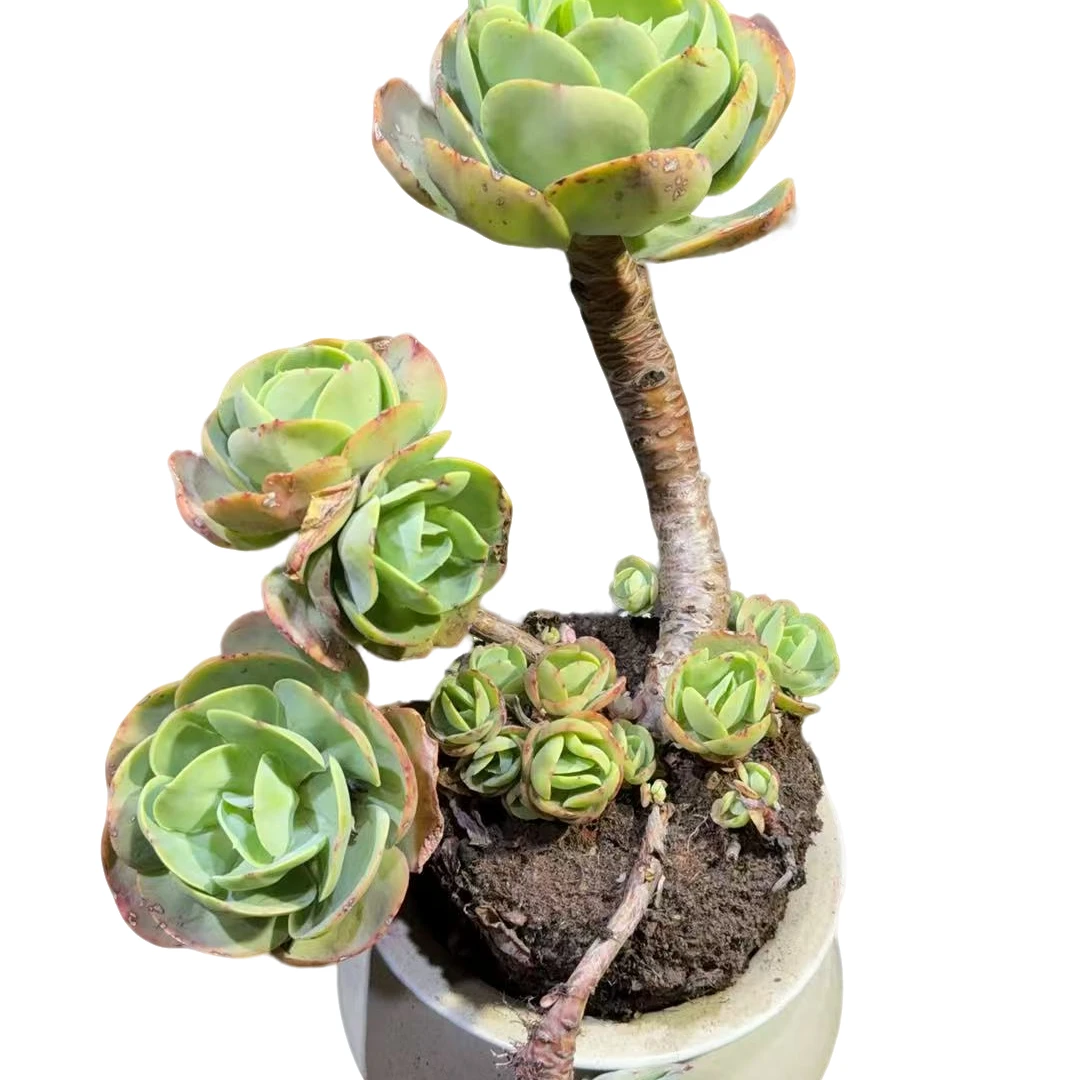 精品多肉 老桩碧桃