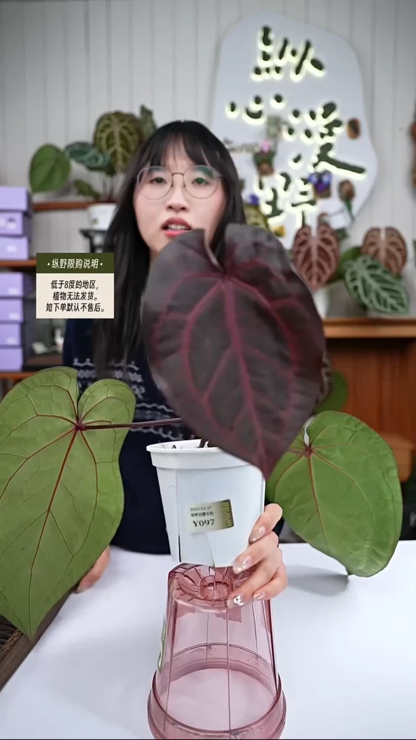 完全开放Y97玄紫