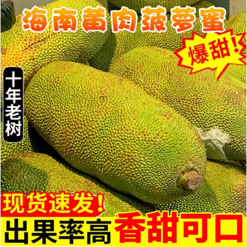 海南三亚菠萝蜜 黄肉干苞新鲜热带水果8-60斤[确认生熟再食用]