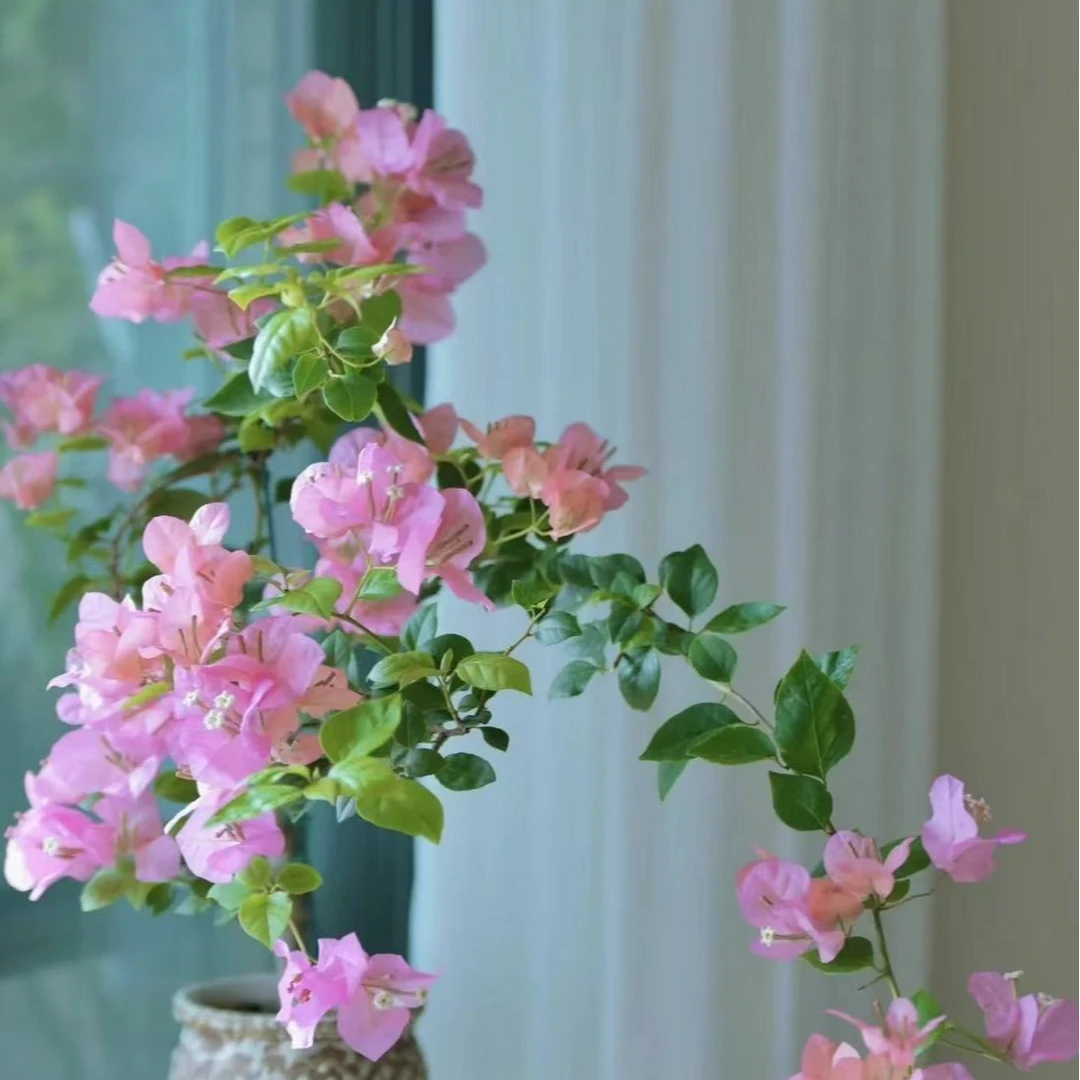 三角梅花卉苹果老桩盆栽带花苞四季开花好养活适合ai阳台庭院种植