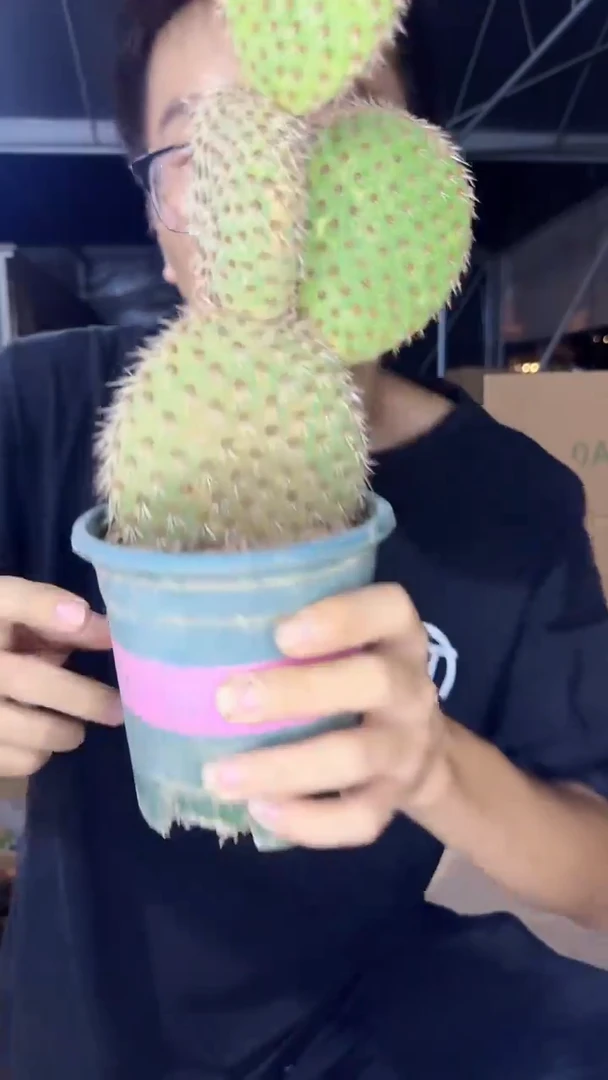 多头 野狐【带根】