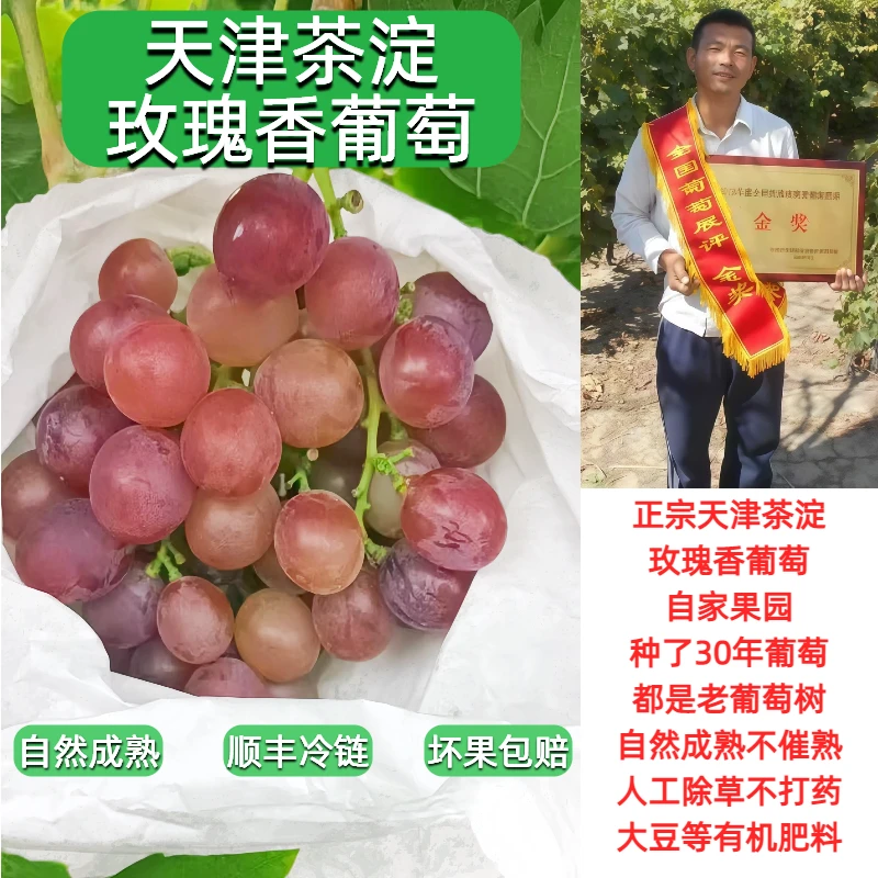 【京津冀顺丰包邮】正宗天津茶淀玫瑰香葡萄 现摘现发 净重2-4斤装