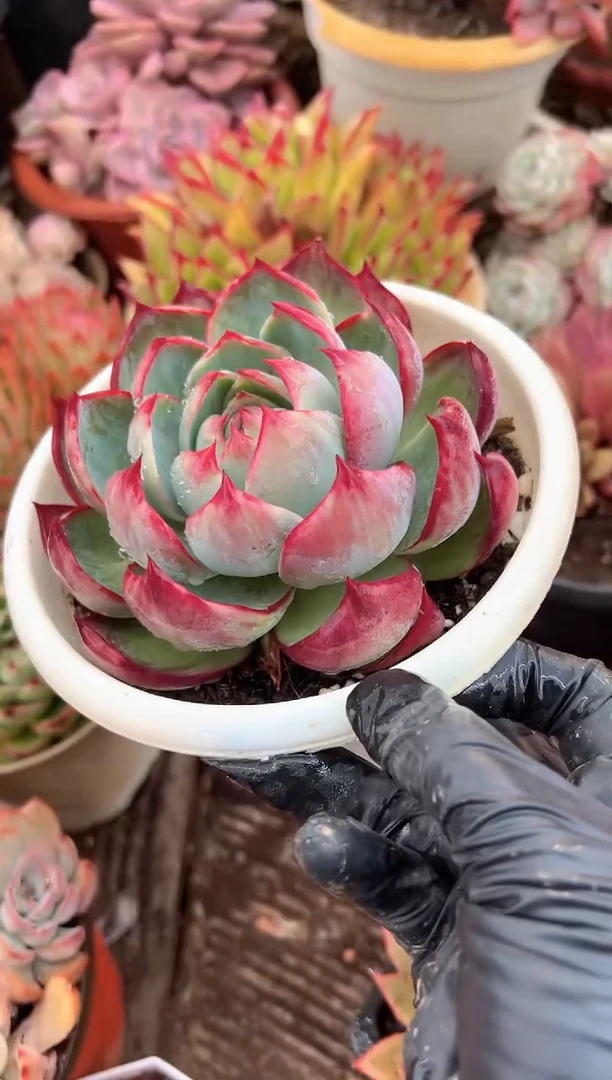 是**啊多肉植物一物一拍17282
