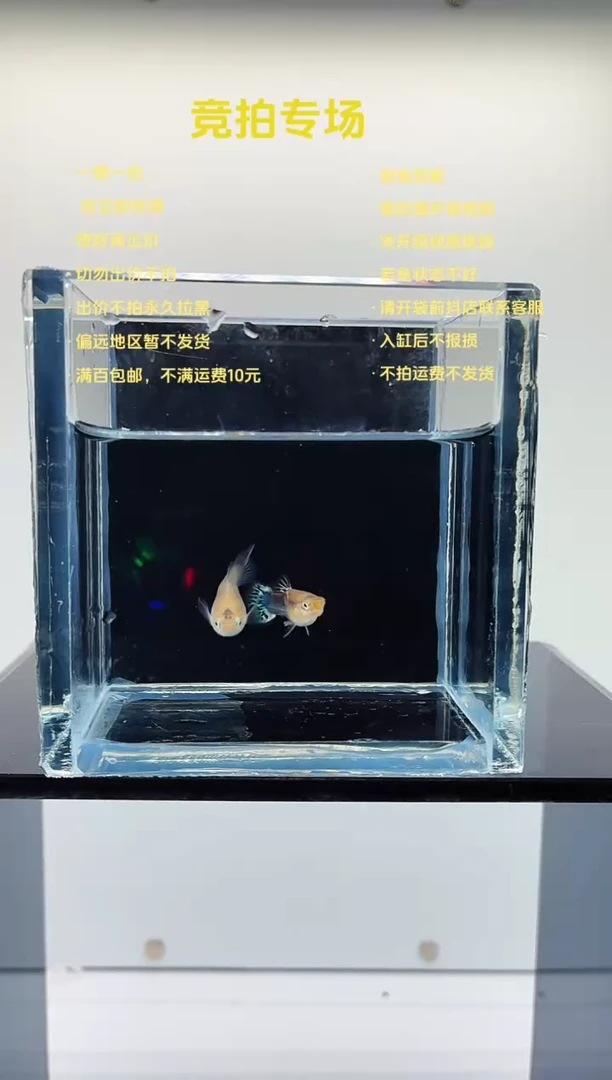 孔雀鱼翡翠球一对-56