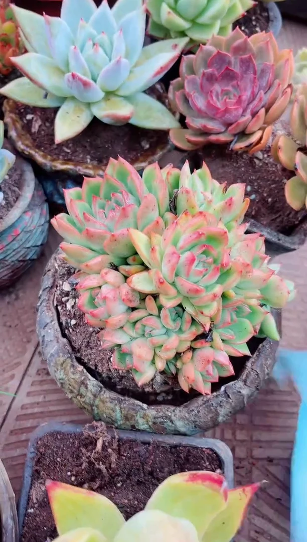 悠*14069多肉植物一物一拍
