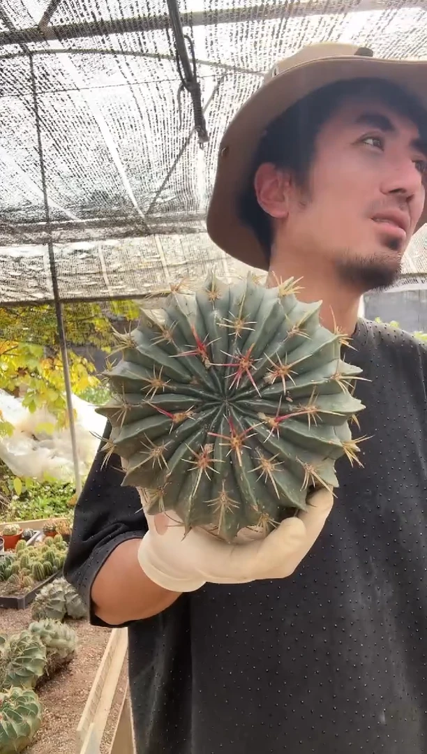 【闪购商品】赤城单头有蚧壳虫