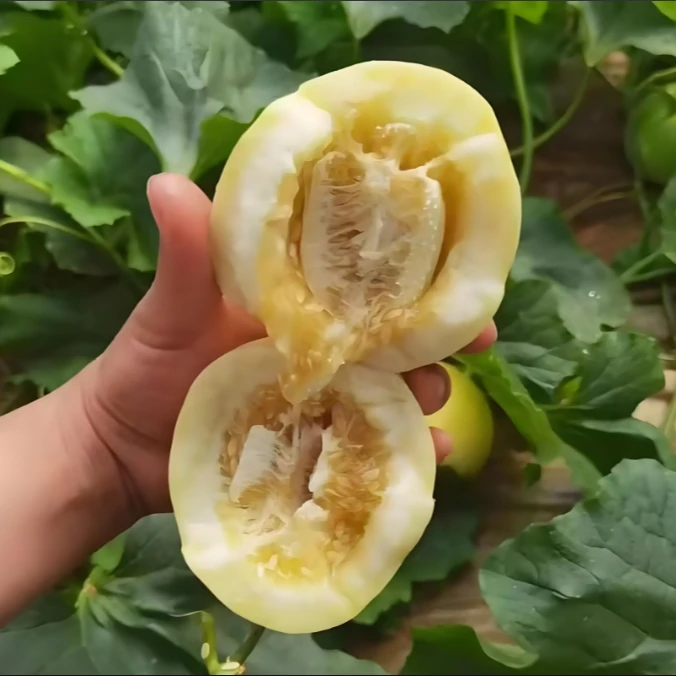 天津头茬小蜜罐甜瓜  3/5斤装 （个数以实际到货为准 ）