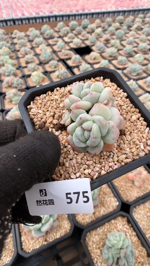 【闪购商品】575冰玉石化一物一拍