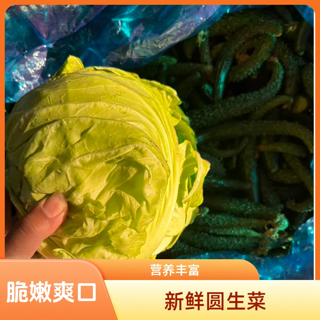 甘蓝黄瓜头组合共四斤半
